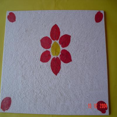 OTHONNATAL4017.jpg